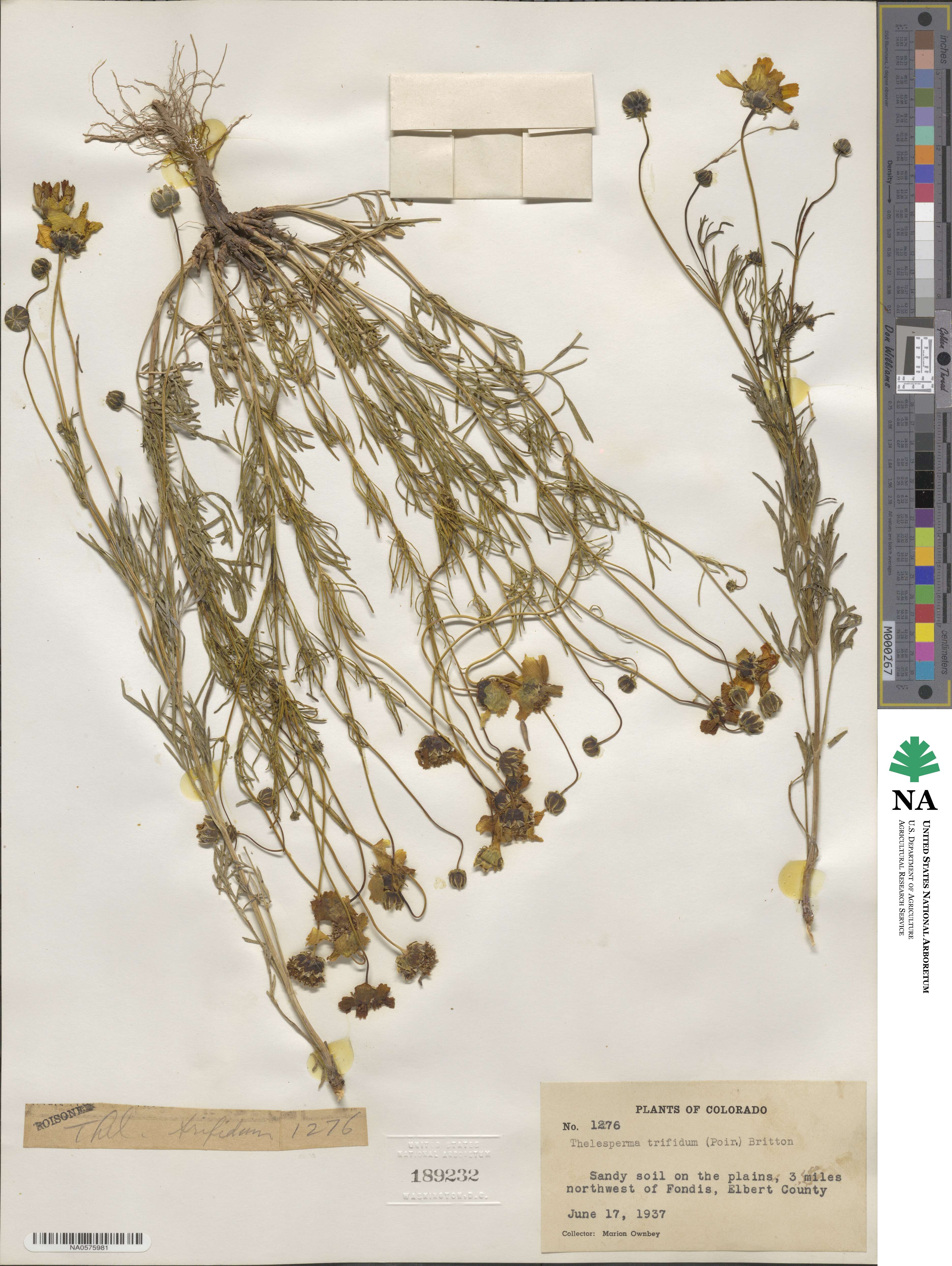 Thelesperma filifolium image