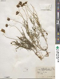 Thelesperma filifolium image