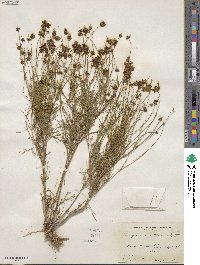 Thelesperma filifolium image