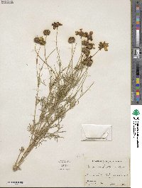 Thelesperma filifolium image