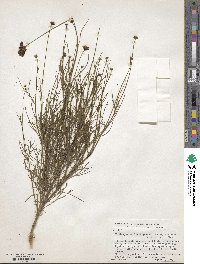 Thelesperma burridgeanum image