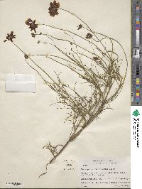 Thelesperma burridgeanum image