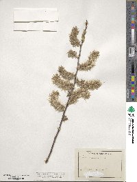 Salix caprea image