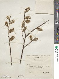 Salix caprea image