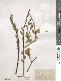 Salix caprea image