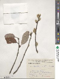 Salix caprea image