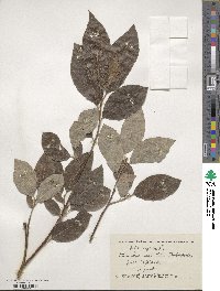 Salix caprea image