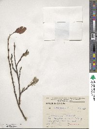 Salix caprea image