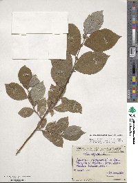 Salix caprea image