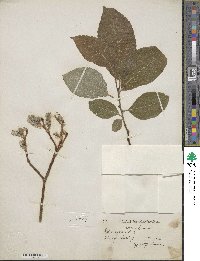 Salix caprea image