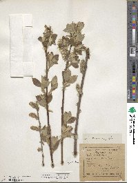 Salix caprea image