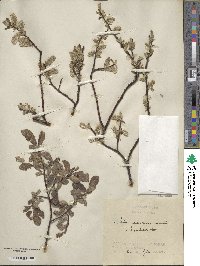 Salix aurita image