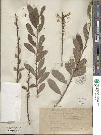 Salix aurita image