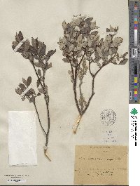 Salix aurita image