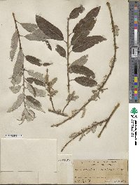 Salix aurita image