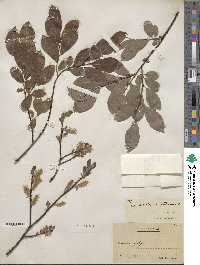 Salix aurita image