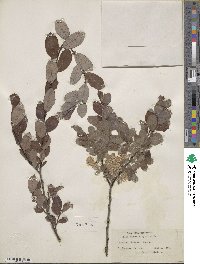 Salix aurita image