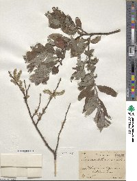 Salix aurita image