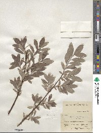 Salix aurita image