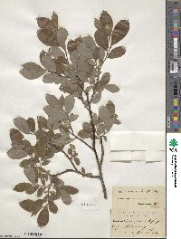 Salix aurita image