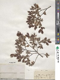 Salix aurita image