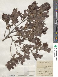 Salix aurita image