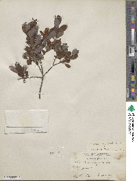 Salix aurita image