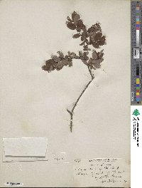 Salix aurita image