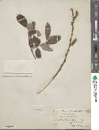 Salix aurita image