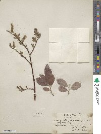 Salix aurita image