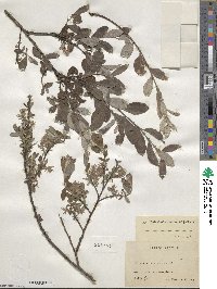 Salix aurita image