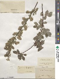 Salix aurita image