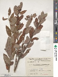 Salix aurita image