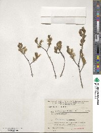 Salix aurita image