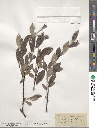 Salix aurita image