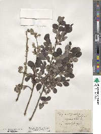 Salix aurita image