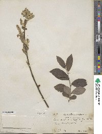 Salix aurita image