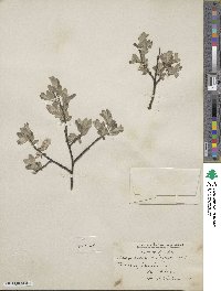 Salix aurita image