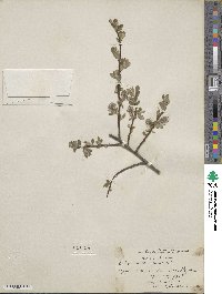 Salix aurita image