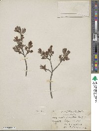 Salix aurita image