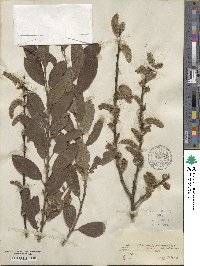 Salix aurita image