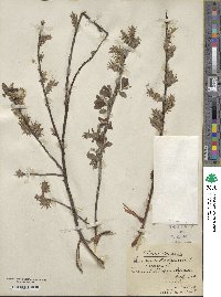 Salix aurita image