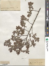 Salix aurita image