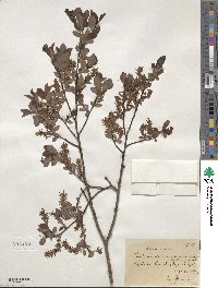 Salix aurita image