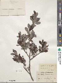 Salix aurita image