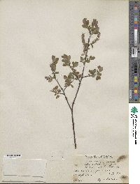 Salix aurita image