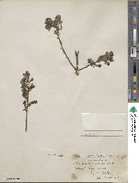 Salix aurita image