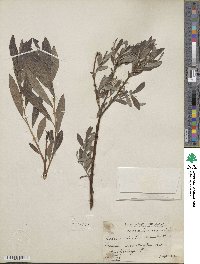 Salix aurita image