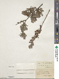 Salix aurita image