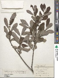 Salix aurita image